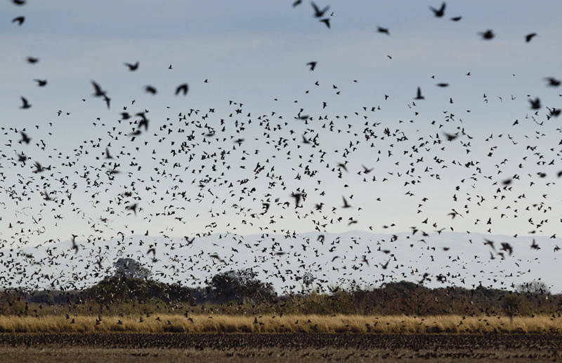argentina dove hunting