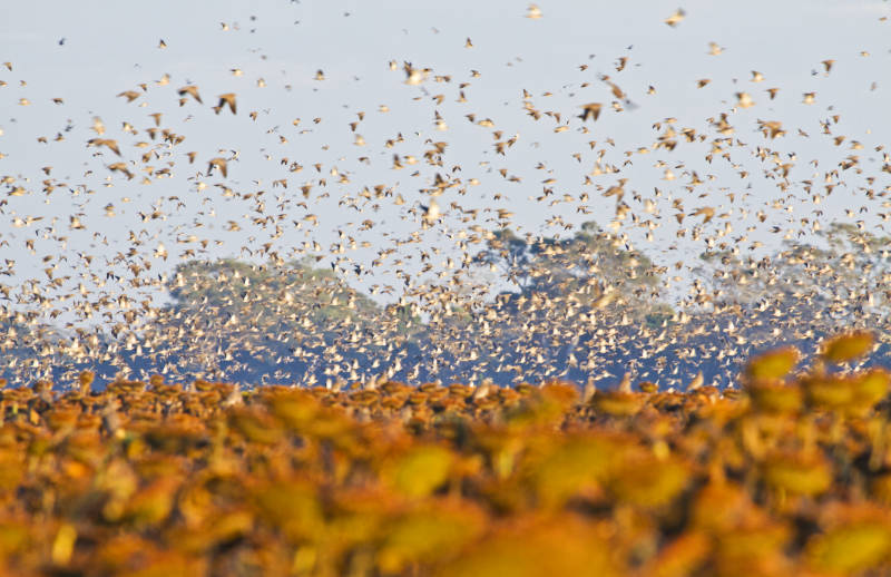 bolivia dove hunting